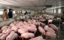  養(yǎng)豬場廢水污泥處理的工藝選擇